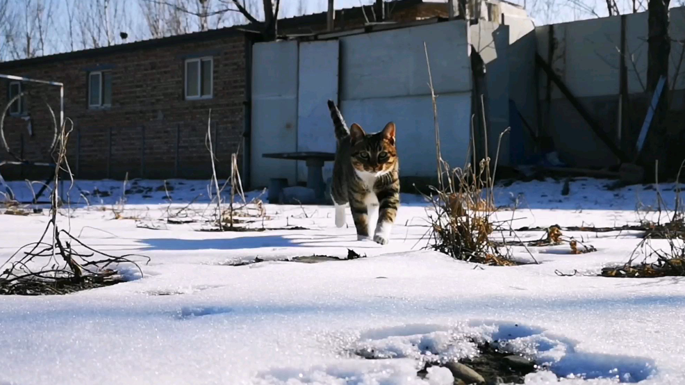 一个老虎猫向你走来,让你心灵融化了。